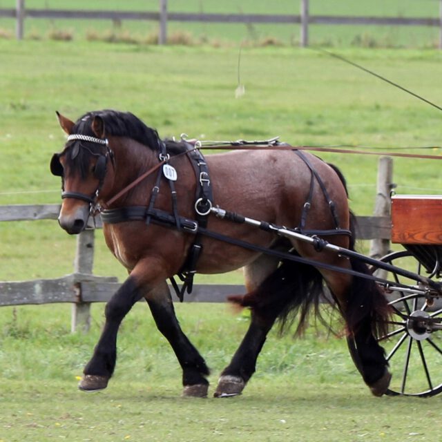 Friedland - Veranlagungsprüfung Kaltblüter
Im Lot der Kaltblutpferde fielen die Prüfungsnoten nicht so hoch aus. Die Sachverständigen wiesen darauf hin, dass die Zeit der Ausbildung und Vorbereitung auf die Prüfung möglicherweise etwas kurz geraten war. Das Notenniveau spiegelt nicht die Qualität der Pferde wider. Dennoch hat Jörg Bluhm als Leinenführer die Hengste am Prüfungstag ihrem momentanen Potenzial entsprechend gut vorgestellt.
Der 3-jährige Braun-Stichel Hengst FAUST, ein Rheinisch-Deutscher Kaltblüter (v. Frenk x Ursus von Haara x Nathan) aus der Zucht von Sakia Krause aus Vettweiß Müddersheim (Westfalen) wurde mit 7,75 Punkten Prüfungssieger. Ausgestellt wurde er von Stephan Daut aus dem thüringischen Ruhla Kittelsthal. Das Notenniveau bewegte sich an allen Bewertungskriterien zwischen ziemlich gut und gut. Lediglich die Fahranlage wich mit 6,5 etwas nach unten ab.
Ausgeglichene und überwiegend gut beurteilte Leistungen in allen Kriterien (Prüfungsnote 7,59) bedeuteten für den 4-jährigen Rapp-Stichel Hengst LINDOR II (v. Louis x Nerlinger x Eberhard II) aus der Zucht von Günther Lüdders aus Laschendorf Rang 2. Auch Faust wurde von Stephan Daut aus Ruhla Kittelstal ausgestellt.
Auf dem dritten Rang dieses kleinen Lots platzierte sich mit 7,54 Punkten der 3jährige Rapphengst ADMIRAL der Große (v. Alexander der Große x Adrian x Benetto. Züchter ist Hans-Werner Ramm aus Havelberg Kuhlhausen, Besitzer Charmaine Kaufmann aus Eberswalde. Er präsentierte sich mit deutlich gutem Interieur, zeigte in der Fahranlage aber Defizite. (Dr.S.Hoffmann/FW)
#elp #kaltblüter #fahren #mecklenburgvorpommern