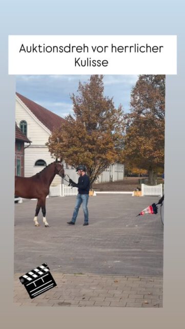 Bei Kaiserwetter starten wir unseren Auktionsdreh vor der herrlichen Kulisse des @landgestuetredefin 🌞🌞🌞
#auction #stallion #dressage #showjumping