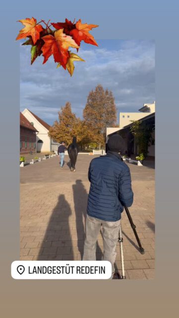 Unsere Auktionshengste strahlen mit der Sonne um die Wette
🌞🌞🌞
Hier ein Nachkomme des ehemaligen Mecklenburger Springsiegers Hickstead Blue
💫💫💫
#auction #stallion #showjumping