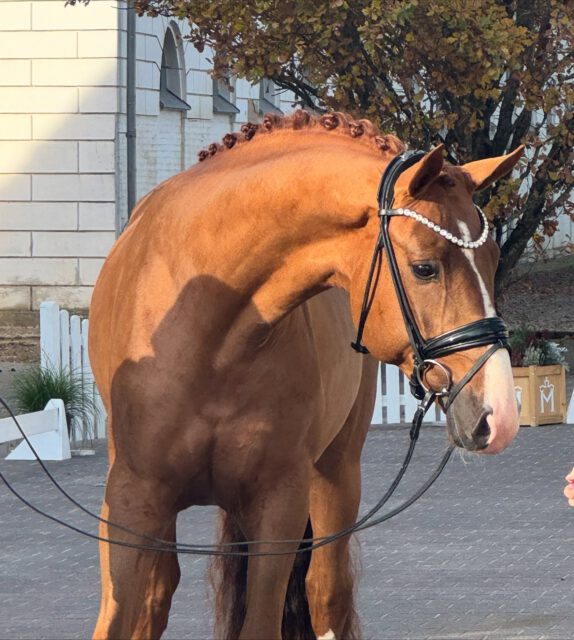 Diese Woche fand der Dreh für die 5. Mecklenburger Körtage Onlineauktion auf dem @landgestuetredefin statt📹📸📸📸
Bei traumhaftem Wetter konnte sich das Auktionslot vor der wunderschönen Kulisse in Szene setzen. Kameramann Guido Recki @reckimedia war begeistert. Mit Unterstützung unseres starken Helferteams @matzewa96 @thylu.kxlettkx @mar.lenchxn @jannahenke sowie Mitgliedern der Geschäftsstelle wurde alles getan, damit die jungen Hengste ihre Qualitäten entfalten konnten.
Dieses Jahr konnten wir wieder ein hochinteressantes Lot qualitätsvoller Youngster zusammenstellen. Söhne der Vererber Total Diamond, McLaren, Vivaldos, Thiago, San to Alati uvm. befinden sich in der Kollektion. Auch Springhengste von Hickstead Blue, Cornet Obolensky, Conthargos u.a. sowie ein Reitponyhengst von Gold Edition komplettieren die Auktionsauswahl.
In Kooperation mit der Plattform horse24 wird die Kollektion Ende des Monats online gehen. Sie dürfen gespannt sein🌞🌞🌞
#auction #stallion #dressage #showjumping #camera