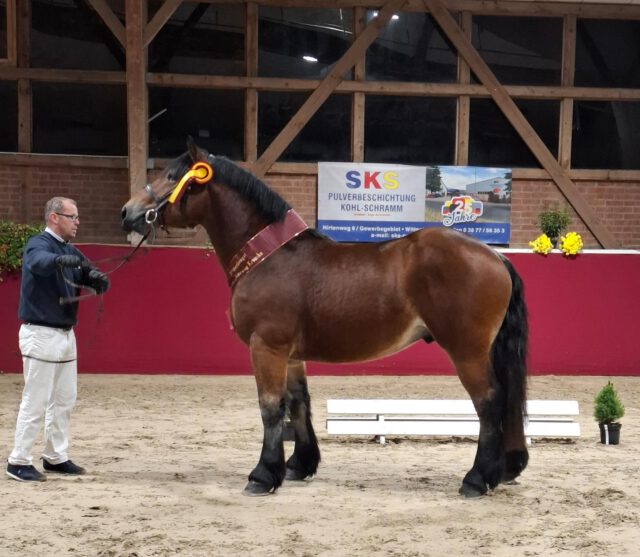 Der Siegerhengst der Krumker Kaltblutkörung kommt aus Mecklenburg-Vorpommern 🏆🏆🏆
Sie kamen, sahen und siegten🏆 Rocco Henning und Jens Maas setzen den Sohn des Louis aus der Libelle von Udo/Orloff, der von Fam. Platzeck, Alt Schwerin ausgestellt wurde, gekonnt in Szene.
Dieser imposante Hengst wurde von Uwe Deutschmann, Annaburg gezogen und wird seine Beschälerbox jetzt im Landgestüt Celle beziehen. Luca von Prettin ist der Name des Siegers.
Mit Axel (von Achat/Fulminant/Edcard) hatte Familie Platzeck noch ein weiteres Eisen im Feuer. Auch dieser Hengst wurde gekört und steht nächste Saison den Mecklenburger Züchtern auf der Station Platzeck zur Verfügung.
Unsere herzlichsten Glückwünsche gehen an die Aussteller @kaltblutzucht_platzeck @kaltblutsusi und die Vorführer Rocco Henning und @jensmaass77
Ihr habt die Mecklenburger Farben leuchten lassen🏆🏆🏆
#winner #kaltblut #kaltblüter #stallion #körung #sieger