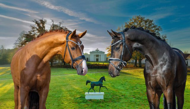 35. Mecklenburger Körtage 💫💫💫
Ab Freitag, den 5. Dezember 2025 schließen sich dann die Warmbluthengste mit der Pflastermusterung an, nachmittags werden als Novum alle Hengste im Freilauf auf der Ovalbahn gezeigt.
Samstag, den 6. Dezember sind vormittags die Dressurhengste im Freilauf zu sehen und es folgt das Freispringen der Springhengste. Die Körung wird mit der Bekanntgabe und Ehrung der Prämienhengste beendet. Der genaue Zeitplan und weitere Informationen sind in Kürze auf der Homepage des Verbandes www.pzvmv.de zu finden!
Neue Gesichter gibt es auch in der Körkommission. Neben Zuchtleiterin Karoline Gehring und den beiden Lokalmatadoren aus dem Sport Thomas Kleis und Ronald Lüders wird der Zuchtleiter a.D. des Holsteiner Verbandes Dr. Thomas Nissen und der Sachverständige Jörg Kotenbeutel (BBA) die Juroren komplettieren.
Die Auktionshengste können dann im Anschluss an die Körung vom 7.-10.Dezember auf Horse24 online erworben werden. Auf der Plattform finden Sie alle Informationen zu unseren Future Stars inklusive Bilder, Videos, Erfolgsdaten etc.! Das Bid up startet am 10. Dezember um 19.30 Uhr. Ihre Chance sich einen vielversprechenden Youngster zu sichern!
#horsesforlife #horsesforsale #buyhorse #equestrian #pferd #dressurpferd #licensing #mecklenburgvorpommern #dressage #showjumping #auktion