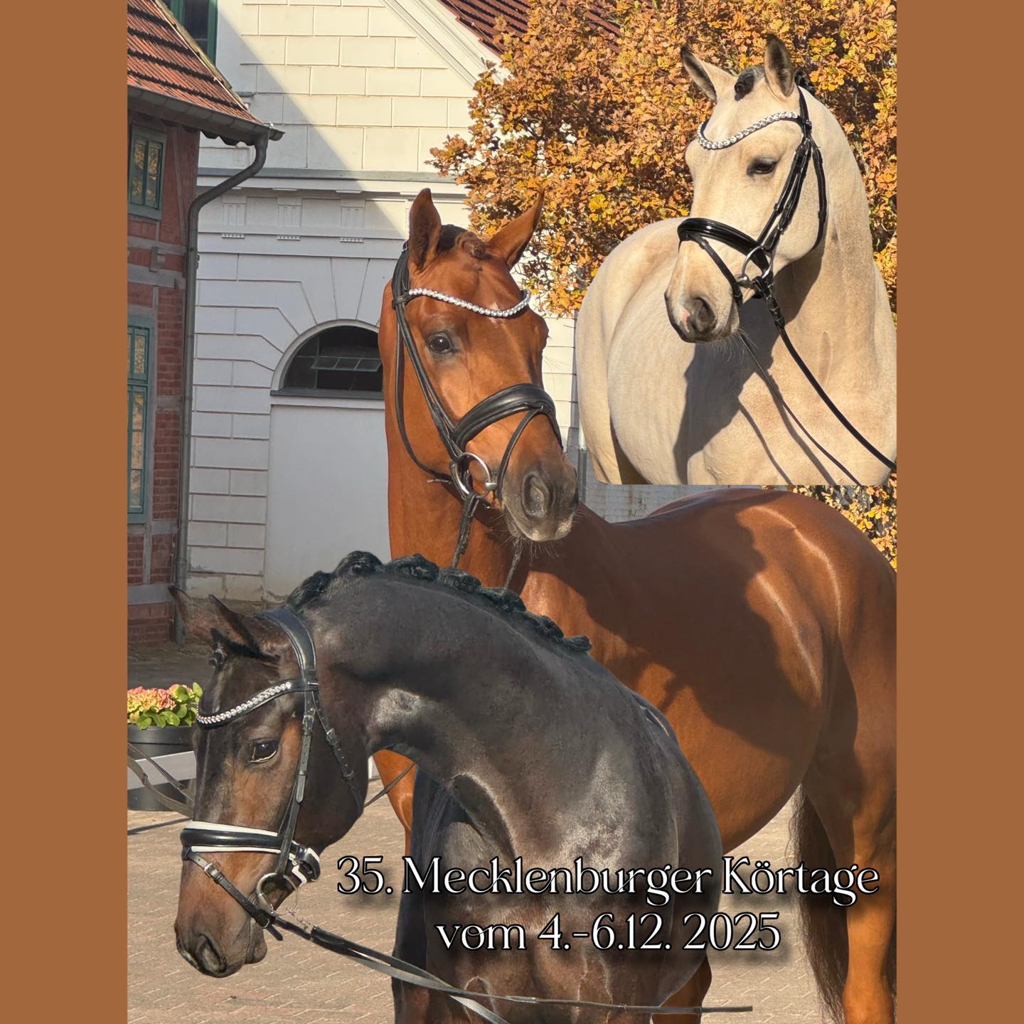 35. Mecklenburger Körtage und 5. Online Auktion
💫💫💫
Vom 4.-6. Dezember 2025 werden auf dem Landgestüt Redefin die 35. Mecklenburger Körtage stattfinden. Die Vorbereitungen für dieses Event laufen bereits auf Hochtouren!
Aus dem Gesamtlot der 80 vorausgewählten Hengste werden 24 Auktionskandidaten online versteigert. Unter diesen qualitätsvollen Dressur- und Springhengsten befinden sich Nachkommen der bekannten Vererber wie z.B. Total Diamond, Mc Laren, Secret, Cornet Obolensky und Conthargos, aber auch Söhne der aufstrebenden Hengste wie San to Alati, Fynch Hatton und Hickstead Blue hinterlassen ihren Stempel in der Kollektion.
Das Lot der 5. Mecklenburger Körtage Online Auktion ist ab dem 22.November 2025 auf der Plattform unseres Kooperationspartners Horse24 online.
Live auf dem historischen Anwesen des Landgestüts Redefin oder via ClipMyHorse können die Hengste vom 4.- 6. Dezember besichtigt werden.
Der Donnerstag steht ganz im Zeichen der PKS-Hengste. 41 gemeldete Hengste der Shetlandponyrassen, Welsh Ponys, Deutschen Reitponys, Lewitzer, Haflinger, Fjordpferde und Kaltblüter bewerben sich um ein positives Körurteil.
#horsesforlife #horsesforsale #equestrian #pferd #equestrianlife #dressurpferd #pferdesport #licensing #mecklenburgvorpommern #dressage #showjumping #auktion #stallions #auction #horseauction