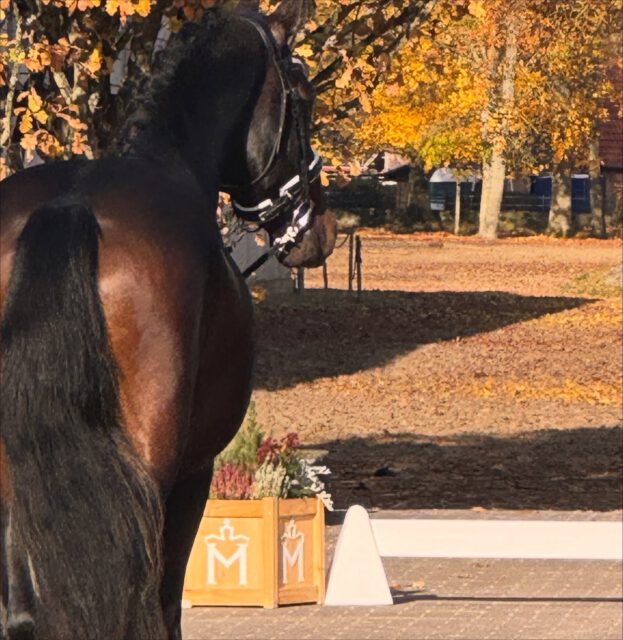 35. Mecklenburger Körtage vom 4.-6.12.2025 auf dem Landgestüt Redefin💫💫💫
Hier die Zeitpläne💫💫💫
#licensing #stallion #pks #warmblood #dressagehorse #showjumping #timetable