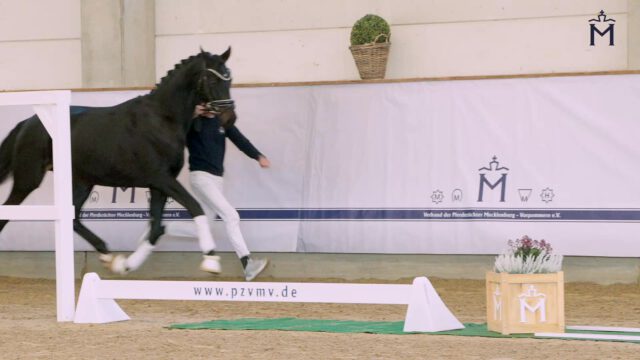 KN 20) For Real/Quantensprung/Tycoon/T.
Leistungsbereitschaft gepaart mit Kraft und Charme✨✨✨
Dieser rahmige Hengst in dunkler Jacke besticht durch sein angenehmes Interieur. Immer im Takt und locker durch den Körper schwingend, lässt er den Dressursportler erahnen.
Vater For Real ist erfolgreich in Dressurpferdeprüfungen der Klasse M unterwegs, gewann das Westfalen Championat in Münster und qualifizierte sich für das Bundeschampionat.
Mehr Informationen finden Sie unter:
https://horse24.com/de/auctions/details/5-mecklenburger-koertage-online-auktion-454
KN 20) For Real/Quantensprung/Tycoon/T.
Willingness to perform combined with power and charm✨✨✨
This generously built stallion in a dark coat impresses with his pleasant temperament. Always in rhythm and swinging loosely through the body, he already shows the qualities of a promising dressage athlete. His sire, For Real, is successfully competing in medium-level dressage horse classes, won the Westphalian Championship in Münster, and qualified for the German National Championships.
You can find more informations at:
https://horse24.com/de/auctions/details/5-mecklenburger-koertage-online-auktion-454