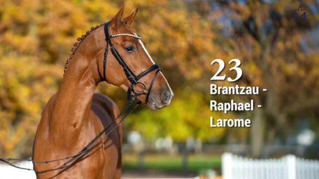 KN 23) Brantzau/Raphael/Larome
Die Mutter dieses Baloubet Enkel brachte bereits bis 1,50m erfolgreiche Pferde und ist Vollschwester zum gekörten und S erfolgreichen Rüter🚀🚀🚀

Dieser Fuchshengst mit angenehmem Temperament findet immer den passenden Rhythmus. Mit sehr guter Einstellung, großzügiger Galoppade und viel Leistungsbereitschaft eine interessante Parcoursofferte.
Vater Brantzau war Seriensieger in Springpferdeprüfungen mit Noten bis 9,3 und erfolgreich in Youngster Touren bis 1,40m.

Mehr Informationen finden Sie unter: 
https://horse24.com/de/auctions/details/5-mecklenburger-koertage-online-auktion-454

KN 23) Brantzau/Raphael/Larome
The mother of this Baloubet grandson has already produced successful horses up to 1.50 m and is a full sister to the approved stallion🚀🚀🚀

This chestnut stallion with a pleasant temperament always finds the right rhythm. With a very positive attitude, an expressive canter, and great willingness to perform, he presents an appealing prospect for the show jumping course. His sire, Brantzau, was a consistent winner in young horse jumping classes with scores up to 9.3 and achieved success in Youngster Tours up to 1.40 m.

You can find more informations at: 
https://horse24.com/de/auctions/details/5-mecklenburger-koertage-online-auktion-454

 #horsesforlife #horsesforsale #buyhorse #equestrian #horsesofınstagram #pferd #pferdeliebe #pferdesport #licensing #mecklenburgvorpommern #showjumping #equestrianblog #auktion #horse #stallions #auction #stallion #horseauction