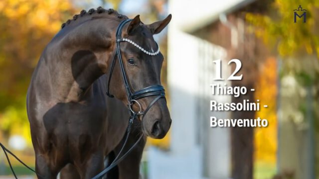 KN 12) Thiago/Rassolini/Benvenuto
Hochmodern, langbeinig und edel - eine Dressurofferte die ihresgleichen sucht
⭐⭐⭐
Dieser hochmoderne, langbeinige Dunkelfuchs glänzt mit 3 herausragenden 
Grundgangarten. Stetig im Bergauf, enorm aktiv mit viel Antritt und exaltiertem Bewegungsablauf bringt er die Qualität für das große Viereck mit. Eine Dressurofferte, die ihresgleichen sucht!
Vater Thiago verbucht internationale Siege und Platzierungen auf Grand-Prix-Niveau auf seinem Konto und wurde aufgrund seiner Erfolge in das Olympiakader berufen.

Mehr Informationen finden Sie unter: 
https://horse24.com/de/auctions/details/5-mecklenburger-koertage-online-auktion-454

KN 12) Thiago/Rassolini/Benvenuto
State-of-the-art, long-legged and noble - a dressage prospect like no other⭐⭐⭐

This highly modern, long-legged dark chestnut captivates with three outstanding basic gaits. Always moving uphill, with exceptional activity, expression, and impulsion, he possesses the quality required for the upper levels of dressage. A dressage prospect in a class of his own! His sire, Thiago, boasts international victories and placings at Grand Prix level and has been appointed to the Olympic squad in recognition of his achievements.

You can find more informations at: 
https://horse24.com/de/auctions/details/5-mecklenburger-koertage-online-auktion-454

 #horsesforlife #horseriding #horsesforsale #buyhorse #horsesofınstagram #pferd #dressurpferd #licensing #mecklenburgvorpommern #dressage #equestrianblog #auktion #horse #stallions #auction #stallion #horseauction