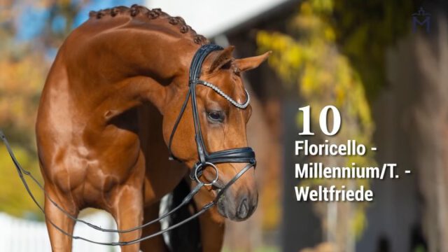 KN 10) Floricello/Millennium/T./Weltfriede
Dressurhengst mit Schmelz und Adel aus exzellenter Genetik✨✨✨
Dieser elegante, hochbeinige Fuchshengst mit seinem edlen, trockenen Gesicht und harmonischen Körperpartien besticht durch sein charmantes Auftreten. Seine imposante Galoppade mit viel Vorgriff und Durchsprung sowie sein raumgreifender Schritt lassen seine Perspektive als Dressurpferd erahnen.
Vater Floricello war 2010 Reservesieger der Oldenburger Körung und wurde in Verden Vizeweltmeister der fünfjährigen Dressurpferde. 

Mehr Informationen finden Sie unter: 
https://horse24.com/de/auctions/details/5-mecklenburger-koertage-online-auktion-454

KN 10) Floricello/Millennium/T./Weltfriede
Dressage stallion with finesse and nobility from excellent genetics✨✨✨
This elegant, long-legged chestnut stallion with his refined, dry head and well-balanced conformation captivates with his charming presence. His impressive canter, featuring plenty of reach and suspension, along with his ground-covering walk, clearly reveal his potential as a future dressage horse. His sire, Floricello, was reserve champion of the Oldenburg licensing in 2010 and went on to become vice world champion of the five-year-old dressage horses in Verden.

You can find more informations at: 
https://horse24.com/de/auctions/details/5-mecklenburger-koertage-online-auktion-454

 #horsesforlife #horseriding #horsesforsale #buyhorse #equestrian #horsesofınstagram #pferd #dressurpferd #licensing #mecklenburgvorpommern #dressage #equestrianblog #auktion #horse #stallions #auction #stallion #horseauction
