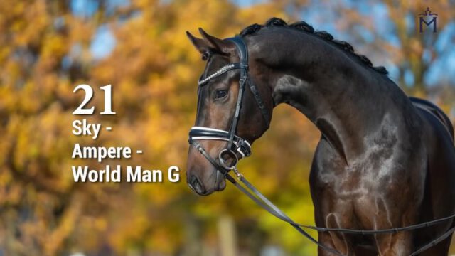 KN 21) Sky/Ampere (NLD)/World Man G
Langbeinig und ambitioniert – bereit für die Dressurkarriere⚡️⚡️⚡️
Dieser großlinierte Dunkelbraune mit ansprechenden Reitpferdepoints verfügt über drei gute Grundgangarten. Langbeinig und bereits weit entwickelt wird er seinen Weg als Dressurpferd gehen. Besonders hervorzuheben sind seine Tragkraft und seine Galoppade.
Vater Sky schaffte 2025 erfolgreich den Sprung in die Klasse S und konnte sich für das Finale des Bundeschampionats der 7-jährigen Hengste qualifizieren.
Mehr Informationen finden Sie unter:
https://horse24.com/de/auctions/details/5-mecklenburger-koertage-online-auktion-454
KN 21) Sky/Ampere (NLD)/World Man G
Long-legged and ambitious – ready for the dressage path⚡️⚡️⚡️
This large-framed dark bay with attractive riding-horse features offers three good basic gaits. Long-legged and already well developed, he is on a clear path toward a future in dressage. His carrying power and expressive canter are particularly noteworthy. His sire, Sky, successfully advanced to S-level dressage in 2025 and qualified for the final of the German National Championships for seven-year-old stallions.
You can find more informations at:
https://horse24.com/de/auctions/details/5-mecklenburger-koertage-online-auktion-454
#horsesforsale #equestrian #horsesofınstagram #pferd #dressurpferd #pferdesport #mecklenburgvorpommern #licensing #dressage #auktion #horse #stallions #auction #stallion #horseauction