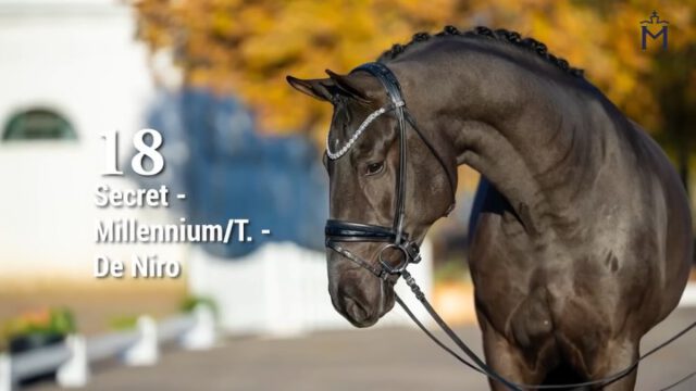 KN 18) Secret/Millennium/T./De Niro💫💫💫
Geballte Spitzen-Genetik in angesagter dunkler Jacke
Den großrahmig bergauf konstruierten Rappen kann man sich mit seiner raumgreifenden Galoppade mit viel Durchsprung und seinem elastischen Trab sehr gut im großen Viereck vorstellen.
Ausnahmehengst Secret war 2020 sechsjährig Bundeschampion, wurde 2019 Vizeweltmeister der fünfjährigen Dressurpferde und verfügt über eine immense Zahl sporterfolgreicher Nachkommen.
Mehr Informationen finden Sie unter:
https://horse24.com/de/auctions/details/5-mecklenburger-koertage-online-auktion-454
KN 18) Secret/Millennium/T./De Niro
Packed top genetics in a trendy dark jacket💫💫💫
With his uphill conformation and large frame, this black stallion impresses with an expansive canter full of suspension and an elastic, ground-covering trot, making him easy to envision on the big dressage stage. His sire, the exceptional stallion Secret, was the six-year-old German National Champion in 2020 and Vice World Champion of the five-year-old dressage horses in 2019. He has produced an impressive number of internationally successful offspring.
You can find more informations at:
https://horse24.com/de/auctions/details/5-mecklenburger-koertage-online-auktion-454
#horsesforlife #horsesforsale #buyhorse #horsesofınstagram #pferd #dressurpferd #licensing #mecklenburgvorpommern #dressage #auktion #horse #stallions #auction #stallion