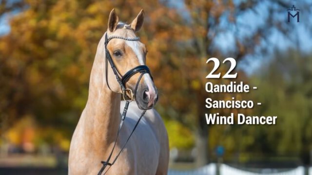 KN 22) Qandide/Sancisco/Wind Dancer
Kraftvoll und charmant - ein Hengst in besonderer Farbe⭐⭐⭐
Dieser rahmige Hengst in Sonderlackierung gefällt mit seiner großzügigen Galoppade. Gelassen im Interieur weiß er sich in Szene zu setzen.
Vater Qandide ist eine interessante Wahl für die Farbzucht, er ist reinerbig auf das Creme-Gen getestet. Als Junghengst bereits Dressurpferde L platziert, absolvierte er seinen 50-Tage-Test mit 8,09.
Mehr Informationen finden Sie unter:
https://horse24.com/de/auctions/details/5-mecklenburger-koertage-online-auktion-454
KN 22) Qandide/Sancisco/Wind Dancer
Powerful and charming - a stallion in a special color⭐⭐⭐
This well-framed stallion with an exceptional coat color impresses with his generous canter. Calm in temperament, he knows how to present himself to advantage. His sire, Qandide, represents an interesting choice for color breeding and has been tested homozygous for the cream gene. As a young stallion, he already achieved placements in elementary-level dressage classes and successfully completed his 50-day performance test with a final score of 8.09.
You can find more informations at:
https://horse24.com/de/auctions/details/5-mecklenburger-koertage-online-auktion-454
#horsesforlife #horsesforsale #equestrian #horsesofınstagram #pferd #pferdeliebe #dressurpferd #pferdesport #licensing #mecklenburgvorpommern #dressage #auktion #horse #stallions #auction #stallion #horseauction