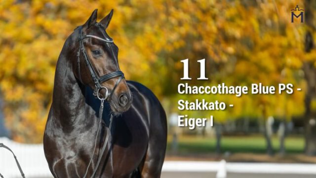 KN 11) Chaccotage Blue/Stakkato/Eiger I
Plastisch gebauter, vermögender Chacco Blue Enkel. Vollschwester der Mutter 1,50m erfolgreich.✈✈✈
Dieser Youngster in dunkler Jacke verfügt über herausragende Reflexe über dem Sprung. Mit Top-Einstellung und viel Vermögen wird der kompakte Hengst als zukünftiger Sportpartner begeistern.
Vater Chaccotage Blue wurde Bundeschampionats Sechster und erhielt bei seiner HLP Traumnoten wie 9,5 im Vermögen und 10,0 für seine Leistungsbereitschaft. Aus seinen ersten Jahrgängen entstammen der Springsieger der Westfälischen Körung sowie einige Auktionsspitzen.

Mehr Informationen finden Sie unter: 
https://horse24.com/de/auctions/details/5-mecklenburger-koertage-online-auktion-454

KN 11) Chaccotage Blue/Stakkato/Eiger I
Plastic, wealthy Chacco Blue grandchild. Full sister of the mother,1.50 m, successful✈✈✈
This young stallion in a dark coat impresses with outstanding reflexes over the jump. With excellent attitude and remarkable scope, the compact athlete promises to be an exciting future sport partner. His sire, Chaccotage Blue, placed sixth at the German National Championships and received top marks in his stallion performance test, including 9.5 for scope and 10.0 for willingness to perform. His first offspring already include the show jumping champion of the Westphalian licensing and several auction highlights.

You can find more informations at: 
https://horse24.com/de/auctions/details/5-mecklenburger-koertage-online-auktion-454

 #horsesforlife #horseriding #horsesforsale #buyhorse #equestrian #horsesofınstagram #pferd #equestrianlife #pferdesport #licensing #mecklenburgvorpommern #showjumping #auktion #horse #stallions #auction #stallion #horseauction