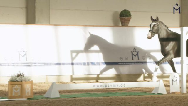 KN 19) Skyline to B/Zoom/Benvenuto
Bunter Strahlemann mit guten Reitpferdepoints💫💫💫
Charmant aufgemachter, bunter Rapphengst überzeugt durch sein positives Interieur. Mit drei gleichmäßig guten Grundgangarten und korrektem Fundament eine Option für den anspruchsvollen Dressurreiter.
Vater Skyline to B konnte im Finale der WM der jungen Dressurpferde mit einem hervorragenden 4. Platz glänzen.
Mehr Informationen finden Sie unter:
https://horse24.com/de/auctions/details/5-mecklenburger-koertage-online-auktion-454
KN 19) Skyline to B/Zoom/Benvenuto
Colorful showman with good riding horse points💫💫💫
This charming dark stallion with striking markings impresses with his positive temperament. With three consistently good basic gaits and correct conformation, he represents an excellent option for the ambitious dressage rider. His sire, Skyline to B, achieved an outstanding fourth place in the final of the World Championships for Young Dressage Horses.
You can find more informations at:
https://horse24.com/de/auctions/details/5-mecklenburger-koertage-online-auktion-454
#horsesforsale #buyhorse #equestrian #horsesofınstagram #pferd #pferdeliebe #dressurpferd #pferdesport #licensing #mecklenburgvorpommern #dressage #auktion #horse #equestrianblogger #stallions #auction #stallion #horseauction