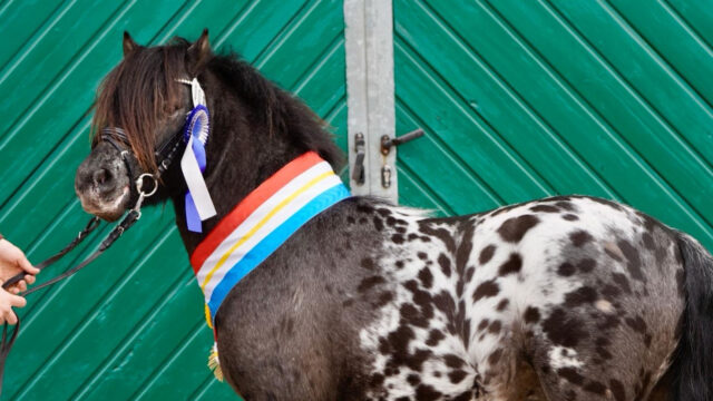 Frühjahrskörung 2026🌷 🌷 🌷
Die alljährliche Frühjahrskörung findet dieses Jahr am 01.04.2026 auf dem Landgestüt Redefin statt. Sie ist offen für 3-jährige und ältere Hengste aller Rassen.
Für die Teilnahme an der Frühjahrskörung bitten wir Sie, sich bis spätestens zum 18.03.2026 bei uns zu melden, um einen reibungslosen Ablauf gewährleisten zu können.
Das Nennformular finden Sie auf unserer Homepage unter:
https://pzvmv.de/fruehjahrskoerung-2026/
Bitte senden Sie uns das Nennformular Frühjahrskörung 2026 an die E-Mail Adresse b.roos@pzvmv.de.
Wir freuen uns auf die Vorstellung Ihrer Youngster.
#licensing #frühjahrskörung #stallion #spring #hengste #rassevielfalt