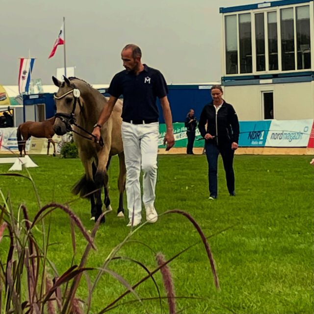 Mitgliederversammlung der IG Dt. Reitpony MV ❗️❗️❗️
Länger war es ruhig um die IG Dt. Reitpony in MV. Dieses soll sich nun wieder ändern. Engagierte Ponyzüchter laden zur Mitgliederversammlung am 27.März 2026 um 19 Uhr in die Gaststätte „Zur Erbmühle“, Todendorf ein. Alle Züchter und Zuchtinteressierte des Dt. Reitponys sind herzlich willkommen ❗️❗️❗️
Nur gemeinsam und mit viel Engagement und Enthusiasmus kann man einiges regional und überregional in der Ponyzucht bewirken!
#dtreitpony #pony #mitgliederversammlung #together #packwiresan