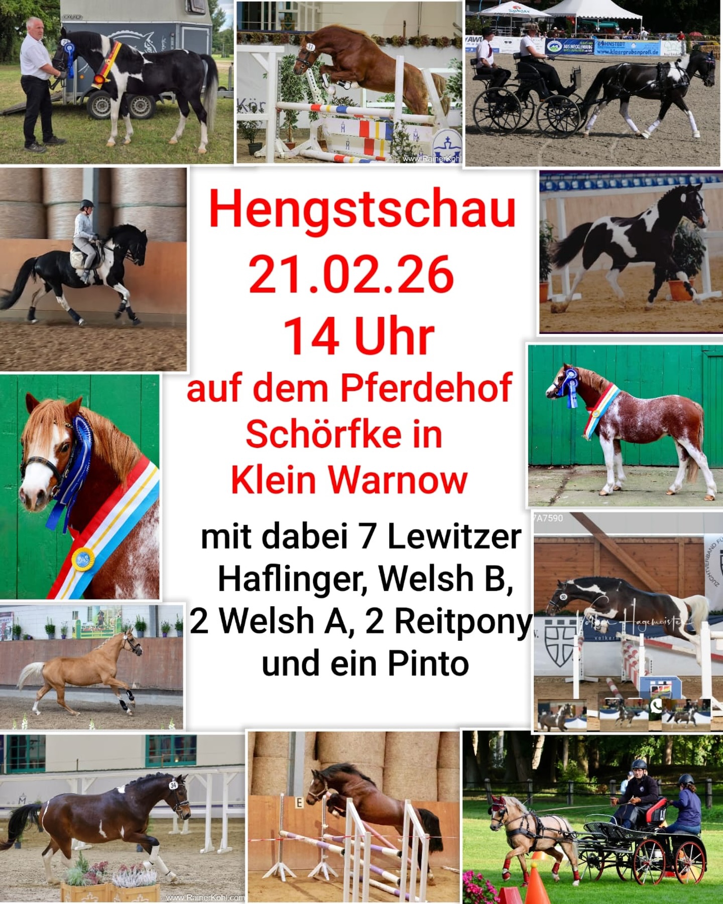 Eine weitere PKS-Hengstpräsentation findet am 21.Februar 2026 um 14 Uhr auf dem Pferdehof Schörfke, Klein Warnow statt.
Vererber der Rassen Lewitzer, Haflinger, Welsh A und B, 2 Dt. Reitponys und 1 Pinto sind angekündigt❗️❗️❗️
Familie Rausch/Schörfke freut sich über interessierte Zuschauer!
#stallion #ponys #kleinpferde #hengste #breeding