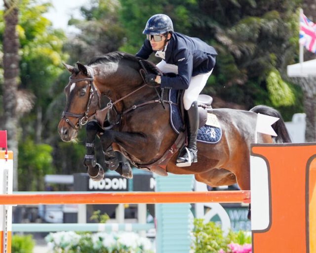 Erfolgreiches Wochenende für Mecklenburg beim Fünf-Sterne-Turnier🌟🌟🌟
Andre Thieme reiste am letzten Wochenende mit seinem Championats-Pferd DSP Chakaria von Ocala ins 240 km entfernte Wellington. Dort fand am neunten Wochenende des Winter Equestrian Festival (WEF) ein Fünf-Sterne CSI statt.
Der Große Preis, ein 1,60m Springen, war mit 500.000 US-Dollar dotiert. 40 Reiter, darunter fünf Deutsche, gingen an den Start. Andre Thieme war 17. Starter. Es war das erste 1,60m Springen für DSP Chakaria nach dem Nationenpreisfinale 2024 in Barcelona.
Bereits 14 Tage zuvor im WEC von Ocala unterstrich die Chap-Stute aus der Zucht von Martin Jürgens (Polzow) im Vier-Sterne-Springen (1,55m) mit dem 4. Platz, dass sie wieder ihr volles Leistungsvermögen erreicht hat. In Wellington gehörte Andre Thieme mit brillantem Auftritt zu den neun Teilnehmern die das Stechen erreichten. Am Liverpool-Steilsprung nach der zweifachen Kombination traf Chakaria eine Stange. Mit 4 Fehlern in 43,25 Sekunden wurde Andre Thieme als bester Deutscher Sechster.
Großer Jubel brandete nach dem Stechen auf, als die US-Amerikanerin Marilyn Littel auf der Mecklenburger Stute La Contessa mit fehlerfreien 41,92 Sekunden auf Rang 2 sprang. Sieger mit 41,77 Sekunden wurde der Ire Darragh Kenny mit Eddy Blue. Die 11-jährige Mecklenburger Stute La Contessa (License x Cornet’s Prinz) wurde von Siegfried & Enrico Finck (Zehlendorf) gezogen. Von Thomas Kleis erfolgreich bis Klasse S geritten, kam sie Ende 2024 zu Marilyn Littel und war 2025 mit einer Gewinnsumme von 222.118 Euro erfolgreichstes Mecklenburger Pferd.
Es war nicht der einzige Erfolg eines Mecklenburgers an dem Wochenende in Wellington. Der mit 213.923 Euro zweitbeste Mecklenburger 2025, der 14-jährige Ubiluc (Ubiko x Lucian), den Detlef Skoecz gezogen hat, als Hengst in Redefin wirkte und über Kontakte von Rolf Günther in die USA verkauft wurde, gewann unter dem Kolumbianer Mark Bluman zum Abschluss des Turniers in Wellington ein 1,50m Springen. (fw)
#showjumping #mecklenburger #horses