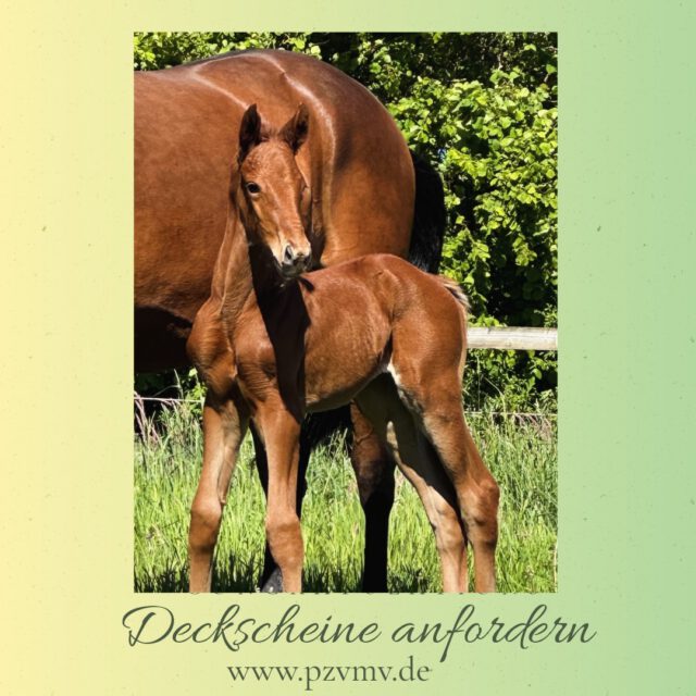 Den Anfang des Jahres haben wir genutzt, unsere Homepage zu aktualisieren 🌼🌸🌼

Ein neues Feature sind unsere Kontaktformulare. Sie sind deutlich übersichtlicher, intuitiv auszufüllen und sicherer in der Übertragung. Einfach eingeben und z.B. den vergessenen Deckschein kurze Zeit später erhalten.

Probiert es einfach aus und fordert z.B. euren Deckschein online an unter:

https://pzvmv.de/1-zucht/anforderung-deckschein/

Wir hoffen, euch gefällt‘s⭐️⭐️⭐️

#homepage #news #online #formular