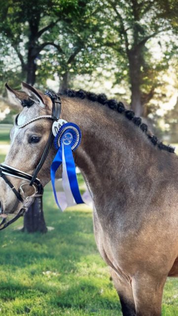 Impressionen Frühjahrskörung 2026🌸🌼🌸
In der Gruppe der Hengste mit Freispringen wurden folgende Hengste gekört:
KN 5: Wel. B von Rosenhof Chico/De Meene‘s Eron
Z./B.: Dana Schneider - Blank
KN 6: DR von Reitland‘s Bon Couer B/Cebulon
Z.: Joachim Glienke B.: Niclas Schulte
KN 9: DR von Gold Garant/Nancho‘s Golden Star
Z./ B.: Judith Schaepe
KN 10: DR von New Berlin E WE/Caletto
Z.: Hippocampus S.Sturm B.: Sabine Sturm
KN 21: Hannoveraner von Casalido/Qualito
Z./B.: Karl-Heinz Engel
KN 22: DSP von Kashmir van het Schuttershof/Heartbreaker
Z.: Wolf-Dieter Wagner B.: Kai Gerken
Herzlichen Glückwunsch ⭐️⭐️⭐️
#licensing #stallion #mecklenburgvorpommern #spring