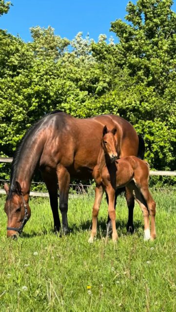 Zuchtsaison 2026 beim Verband der Pferdezüchter MV! 🐴✨

Die aufregendste Zeit des Jahres für alle Züchter hat begonnen. Zwischen Stutbucheintragungen und den heiß ersehnten Fohlenschauen entscheidet sich, wer die begehrten Prämien mit nach Hause nimmt und wie sich die Stars von morgen präsentieren. 😍

Von Ende Mai (z.B. SBA Redefin am 28.05.) über den Juni (Shetland-Fohlenschau am 20.06., PZV Redefin am 28.06.) bis in den Juli hinein wird das Land zum Treffpunkt für Pferdeliebhaber.

💬 Seid ihr dieses Jahr aktiv dabei oder fahrt ihr zum Daumendrücken hin? Welches Fohlen rückt bei euch ins Rampenlicht? Schreibt es in die Kommentare! 👇

#pferdezucht #mecklenburger #fohlenschau2026 #stutbucheintragung #landgestütredefin pferdezuchtverbandmv fohlen2026 züchterleben pferdemädchen pferdeinmv