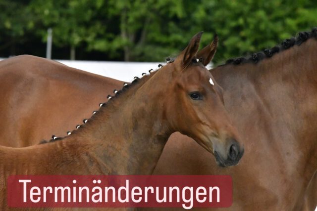 ‼️‼️‼️Züchter aufgepasst‼️‼️‼️

Ein paar Termine in unserem Fohlenschau/SBA-Kalender haben sich kurzfristig verändert. 

Bitte beachten:

➡️ Fohlenschau/SBA Sternfeld Reitanlage Henning, 17111 Hohenmocker wurde auf den 23.Juni 2026 verlegt❗️❗️❗️

➡️ Fohlenschau Rosenow am 12. Juni 2026 wurde wegen geringer Beteiligung abgesagt, bitte Ersatztermin besorgen 

➡️ Fohlenschau Friedland am 22. Juni wurde aus organisatorischen Gründen abgesagt, hier findet nur der Chiptermin statt

#termine #fohlen #chippen #2026