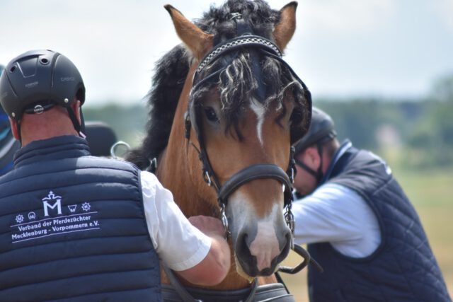 LP 2026 der Kaltblüter auf Usedom🌤️🌤️🌤️
Bei bestem Wetter und optimalen Bedingungen- für die Jörg Bluhm und sein Team sorgten - machten die Kaltblüter am 10. Juni 2026 ihre Leistungsprüfung auf der schönen Insel Usedom.
Die anspruchsvolle LP Ziehen und Fahren setzt sich aus einer „Dressuraufgabe“ mit Kegelfahren, einer Fremdfahrerprüfung, dem Ziehen einer Schwachholzstange und dem Ziehen eines Schlittens (ca. 20% des eigenen Körpergewichtes) über eine Strecke von 1000m zusammen.
Außerdem wird noch eine Interieurnote vergeben (Verhalten beim Anspannen/Umspannen etc.) über den gesamten Prüfungsverlauf.
Hier ein paar Impressionen unserer „Kalten“ vom gestrigen Tag🌤️🌤️🌤️
#kaltblüter #usedom #leistung #mecklenburgvorpommern