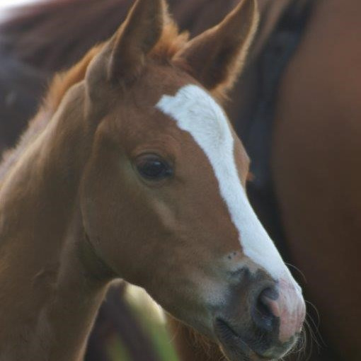 Für interessierte Züchter🐴🐴🐴
Das Institut für Parasitologie und Tropenveterinärmedizin der Freien Universität Berlin sucht PferdezüchterInnen zur Teilnahme an einer Forschungsstudie zum Thema:
„Vorkommen von Spulwurminfektionen auf deutschen Pferdebetrieben sowie Status und Mechanismen der Benzimidazol-Resistenz“
Dazu planen wir von Juli bis Oktober 2026 Besuche bei interessierten Gestüten und Aufzuchtbetrieben in ganz Deutschland, die auf ihrem Betrieb mindestens 10 Fohlen aus der Saison 2026 halten.
Ihre Vorteile:
• Kostenlose Kotprobenuntersuchungen
• Kostenlose Behandlung mit dem Entwurmungspräparat Panacur®, Wirkstoff Fenbendazol
• Untersuchungsbericht
Weitere Informationen:
Tierärztin Paulina Becker
Institut für Parasitologie und Tropenveterinärmedizin, Freie Universität Berlin
E-Mail: p.becker@fu-berlin.de
Mobil: 0160 4374104
Büro: 030 83868303
Foto: Peggy Hoffmann-Köhler
#parasiten #foal #veterinär #health