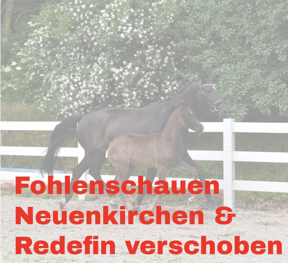 ‼️‼️‼️Terminänderung‼️‼️‼️

Aufgrund der am Wochenende sehr hohen zu erwartenden Temperaturen wurden die  Fohlenschauen Neuenkirchen und Redefin verschoben‼️‼️‼️

➡️ Die Fohlenschau in Neuenkirchen findet jetzt am 04. Juli 2026 vormittags statt. Die Registrierung beginnt ab 9.00 Uhr. Die Fohlenschau startet 9.30 Uhr.

➡️ Die Fohlenschau in Redefin wurde auf den 5. Juli verlegt. Beginn der Registrierung ist hier ebenfalls 9.00 Uhr und Eröffnung der Fohlenschau um 10 Uhr.

Wir hoffen auf euer Verständnis, doch sicher steht bei uns allen das Tierwohl im Vordergrund 🌞🌞🌞

#foals #breeding #terminänderung #hitze