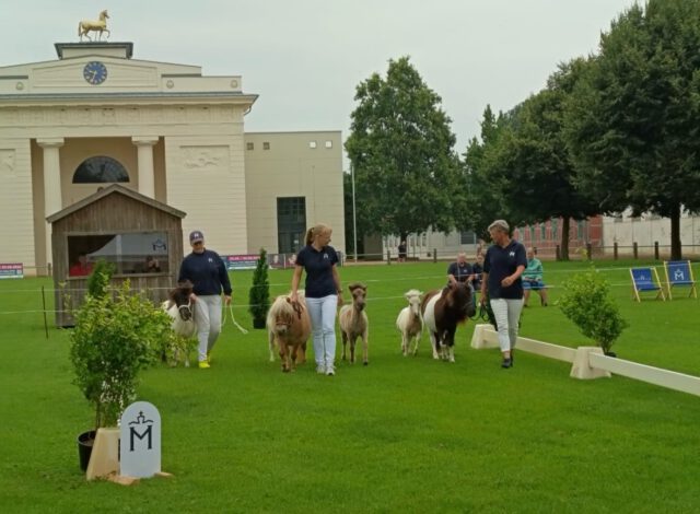 Landeselitefohlenchampionat der Shetlandponyrassen 🏆🏆🏆
Sieger wurden Fohlen von den Züchtern Rainer & Susanne Kohl, Willi Scheuvens, Elisabeth & Gisbert Koch, von der Zuchtgemeinschaft Engel & Heuer und von Jessica Dilling.
Für das Championat hatten sich 67 Fohlen qualifiziert, das auf dem „Alten Paradeplatz“ vor dem Portal des Reithauses (so nannte man die Reithalle einst) im Landgestüt Redefin ausgetragen wurde, dass ein stilvolles Ambiente bot. Züchter und Shetlandpony-Freunde erlebten einen schönen Tag bei einer gut organisierten Veranstaltung. Dafür gilt den Mitarbeitern der Verbandsgeschäftsstelle, Gisbert Koch als Vorsitzenden der Interessengemeinschaft Shetlandpony und ihren Helfern ein Dank.
Anwesend und bewertet wurden 63 Fohlen in vier Untergruppen. Shetlandponys unter 87 cm (7 Stut- und 1 Hengstfohlen), Original-Shetlandponys (27 Stut- und 13 Hengstfohlen), Deutsche Partbred Shetlandponys unter 87 cm (1 Hengstfohlen) und Deutsche Partbred Shetlandponys (6 Stut- und 8 Hengstfohlen).
57 Fohlen traten mit dem Titel „Elitefohlen“ wieder die Heimreise an. Das waren die Fohlen, die in der Summe der Typ-, Exterieur- und Trab-Bewertung durch drei Richter 74 Punkte erreichten. Das entspricht einer Durchschnittswertnote von 8,22. Bewertet wurden die Fohlen von Sandra Engelmann (Weitenhagen), Sebastian Bähr (Carmzow-Wallmow) und Zuchtleiter Uwe Träder (Fulgenkoppel) im offenen getrennten Richtverfahren mit Wertnoten von 0 bis 10 (halbe Noten waren zugelassen). Moderator Dr. Siegfried Hoffmann setzte die Fohlen mit seinen fachlichen Kommentaren ins rechte Licht.
#foals #champion #elite #shetlandpony