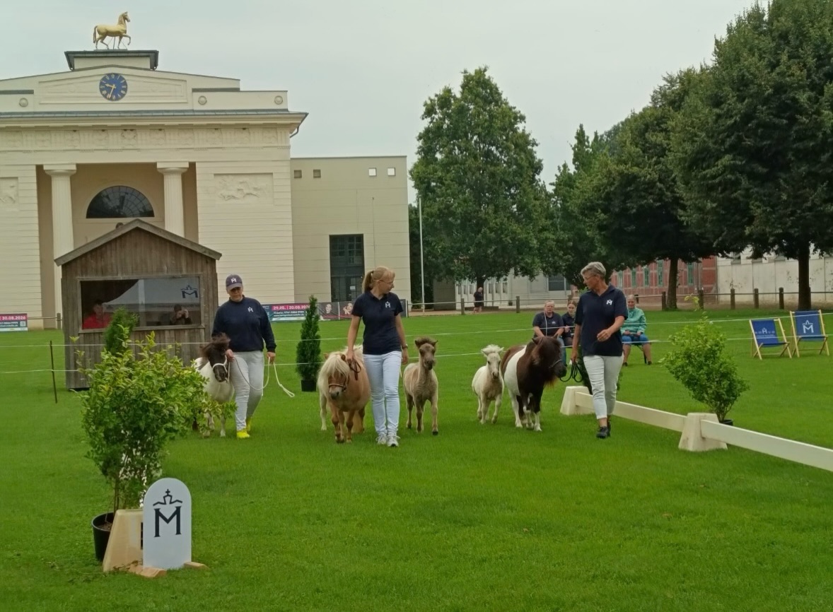 Landeselitefohlenchampionat der Shetlandponyrassen 🏆🏆🏆
Sieger wurden Fohlen von den Züchtern Rainer & Susanne Kohl, Willi Scheuvens, Elisabeth & Gisbert Koch, von der Zuchtgemeinschaft Engel & Heuer und von Jessica Dilling.
Für das Championat hatten sich 67 Fohlen qualifiziert, das auf dem „Alten Paradeplatz“ vor dem Portal des Reithauses (so nannte man die Reithalle einst) im Landgestüt Redefin ausgetragen wurde, dass ein stilvolles Ambiente bot. Züchter und Shetlandpony-Freunde erlebten einen schönen Tag bei einer gut organisierten Veranstaltung. Dafür gilt den Mitarbeitern der Verbandsgeschäftsstelle, Gisbert Koch als Vorsitzenden der Interessengemeinschaft Shetlandpony und ihren Helfern ein Dank.
Anwesend und bewertet wurden 63 Fohlen in vier Untergruppen. Shetlandponys unter 87 cm (7 Stut- und 1 Hengstfohlen), Original-Shetlandponys (27 Stut- und 13 Hengstfohlen), Deutsche Partbred Shetlandponys unter 87 cm (1 Hengstfohlen) und Deutsche Partbred Shetlandponys (6 Stut- und 8 Hengstfohlen).
57 Fohlen traten mit dem Titel „Elitefohlen“ wieder die Heimreise an. Das waren die Fohlen, die in der Summe der Typ-, Exterieur- und Trab-Bewertung durch drei Richter 74 Punkte erreichten. Das entspricht einer Durchschnittswertnote von 8,22. Bewertet wurden die Fohlen von Sandra Engelmann (Weitenhagen), Sebastian Bähr (Carmzow-Wallmow) und Zuchtleiter Uwe Träder (Fulgenkoppel) im offenen getrennten Richtverfahren mit Wertnoten von 0 bis 10 (halbe Noten waren zugelassen). Moderator Dr. Siegfried Hoffmann setzte die Fohlen mit seinen fachlichen Kommentaren ins rechte Licht.
#foals #champion #elite #shetlandpony