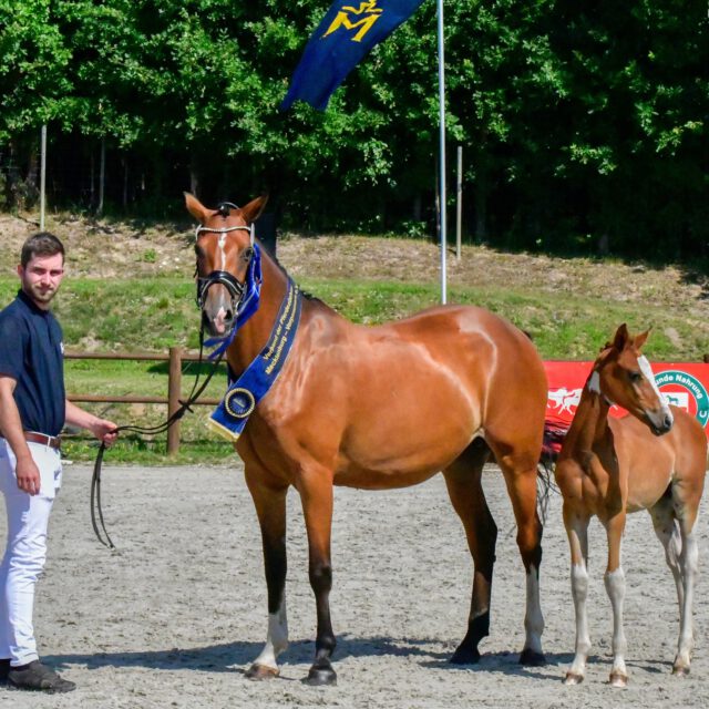 Das alljährliche Landeselitefohlenchampionat des VPZ MV findet am 25.Juli 2026 in gewohnter Umgebung auf der Reitanlage Holger Wulschner, Groß Viegeln statt. Nachdem die Shetlandponyrassen bereits ihre Champions ein Wochenende zuvor präsentiert haben, folgen nun die besten Fohlen der PKS-Rassen und der Mecklenburger Warmblüter.
63 Fohlen der PKS-Rassen Welsh A,B und D, der Lewitzer, Haflinger, Pintos, Fjords, PREs, Alt-Oldenburger, Schwarzwälder und Rheinisch dt, Kaltblüter sowie eine starke Riege an Reitponyfohlen werden sich ab 9.00 Uhr den kritischen Augen der Jury bestehend aus Uwe Träder (Zuchtleiter), Sandra Engelmann (Präsidium) und Jörg Kotenbeutel (Gastrichter BBA) stellen.
Die Mecklenburger beginnen ab 14.30 Uhr. Bei den 41 Warmblutfohlen fungieren Uwe Träder (Zuchtleiter), Armin Spierling (Leist) und Dr. Thomas Nissen (Zuchtleiter Holstein a.D.) als Zuchtrichter der Wertungskommission.
Auch in diesem Jahr wird das Elitefohlenchampionat wieder über ClipMyHorse übertragen. Den Siegerfohlen winken tolle Ehrenpreise. Hierfür danken wir ganz herzlich unseren Sponsoren: Salvana, St. Hippolyth Kerstin Fürhölzer, Derby Patrick Kort, Heinz Seyr, der ZG Rausch Schörfke, Andree Bleck, der ZG Wandschneider/Maack, der Deckstation Völz, der Station Schockemöhle Helgstrand, Dr. Kerstin Klieber, Claus Schridde, dem Dressurstall Krohn und Ina Schüler.
Für das leibliche Wohl ist gesorgt! Wir freuen und auf viele zuchtinteressierte Zuschauer!
#foals #breeding #champion #elite