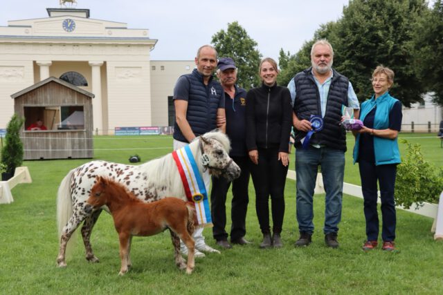 Impressionen Landeselitefohlenchampionat der Shetlandponyrassen 🏆🏆🏆
Ergebnisse als Link in den Kommentaren:
https://pzvmv.de/landeselitefohlenchampionat-der-shetlandponyrassen/
Fotos: M. Burmeister
#shetlandpony #elite #champion #mecklenburgvorpommern