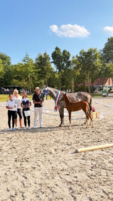 Sieger und Platzierte der springbetonten Stutfohlen
🏆🏆🏆

KN 33: Stutfohlen von Casquido x Come and Fly
Z./B.: Landwirtschaftsbetrieb Finck

KN 29: Stutfohlen von Cantador x Baloubrie
Z./B.: Selina Schöttler

KN 30: Diallasco Blue PS x Quatro Z
Z./B.: Philipp Gädke

Herzlichen Glückwunsch 🍀🍀🍀

#breeding #foal #elite #springen