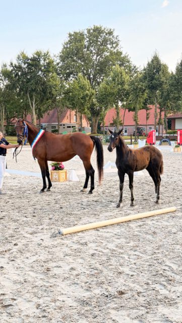 Sieger und Platzierte 🏆🏆🏆
springbetonte Hengstfoheln

KN 37: Hengstfohlen von Wunderprinz x Allvar
Z./B.: Enrico Pahl

KN 42: Hengstfohlen von Django Z x Askari
Z./B.: Maria-Laetitia Sametzki

KN 46: Hengstfohlen von Pegase van’t Ruytershof x Glasgow van‘t Merelsnest
Z./B.: Paula Myszka

Herzlichen Glückwunsch 🍀🍀🍀

#breeding #elite #foal #springen