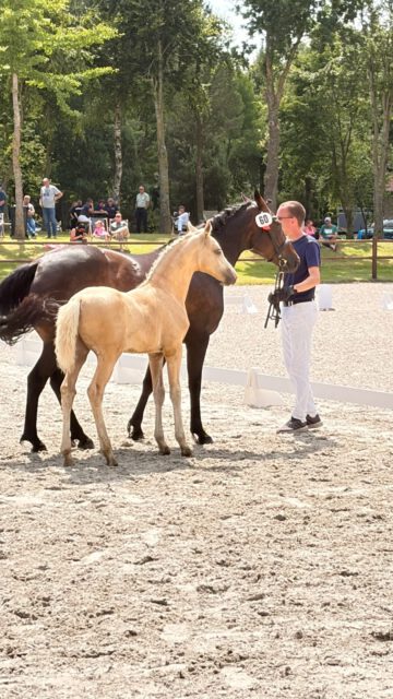 Sieger und Platzierte
 der Deutschen Reitponyhengstfohlen🏆🏆🏆

KN 60: Hengstfohlen von Starlight‘s Black Storm DW x Primus 
Z./B.: Georg Lemke

KN 55: Hengstfohlen von Dating‘s Smiley x FS Daddy Cool
Z./B.: Nicole Koberg

KN 59: Hengstfohlen von Gold Garant NRW x Blanchet (Caston TG)
Z./B.: Lehmann Mamerow

Herzlichen Glückwunsch 🍀🍀🍀

#breeding #elite #foals #deutschesreitpony