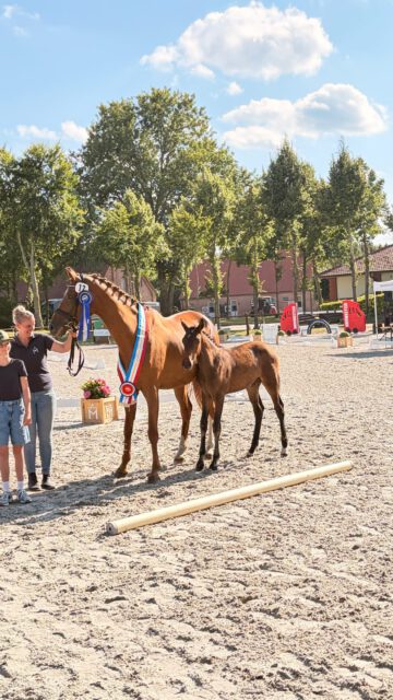 Sieger und Platzierte der dressurbetonten Hengstfohlen🏆🏆🏆

KN 17: Hengstfohlen von Glamourdale x Sarotti Mokka Sahne
Z./B.: Marianne & Eberhard Mahncke

KN 16: Hengstfohlen von Sandrocelli x Bernay
Z./B.: Tom Eichler

KN 13: Hengstfohlen von Independent x Fürsten-Look
Z./B.: Dr. Karl-Heinrich Niehoff

KN 20: Hengstfohlen von Escanto x D‘Olympic
Z./B.: Mathias Timmermann 

KN 23: Hengstfohlen von Zackham x Bitcoin
Z./B.: Delia Günther

Herzlichen Glückwunsch 🍀🍀🍀

#foal #breeding #elite #dressur