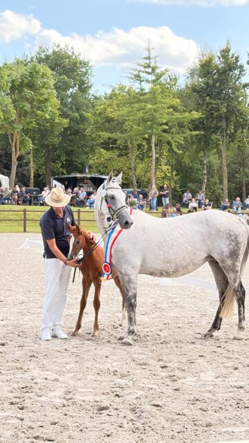 Sieger und Platzierte der dressurbetonten Stutfohlen🏆🏆🏆

KN 11: Stutfohlen von Fürst Grandios x Dancier
Z./B.: Charmaine Kaufmann

KN 8: Stutfohlen von Fiji x Sancisco
Z./B.: Jörg Bluhm

KN 9: Stutfohlen von Dynamic Dancer x Beau Noir
Z./B.: Anne-Christin Bünning

KN 6: Stutfohlen von Sandrocelli x Bernay
Z./B.: Tom Eichler

Herzlichen Glückwunsch 🍀🍀🍀

#breeding #foal #elite #dressur