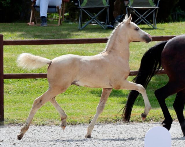 LEFCH 2026🏆🏆🏆

Die Ergebnisse sind online:

https://pzvmv.de/ergebnisse-des-lefch-2026-in-gross-viegeln/

Ihr findet den Bericht auf unserer Homepage ✨✨✨

Fotos: K. Ziegler / Vollmers

#results #foals #breeding fohlensommer