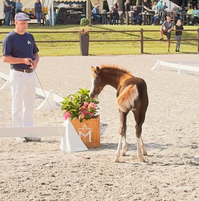 Impressionen des LEFCH 2026🏆🏆🏆

Wir können auf eine gelungene Veranstaltung zurückblicken. Hier einige Schnappschüsse, weitere Bilder folgen die nächsten Tage✨✨✨

#elite #foals #mecklenburg_vorpommern #fohlensommer