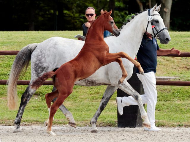 LEFCH 2026🍀🍀🍀
Wir bedanken uns bei unseren Züchtern für die tollen Fohlen und das Vertrauen und freuen uns auf das nächste Jahr🍀🍀🍀
#breeding #foals #fohlensommer #mecklenburgvorpommern