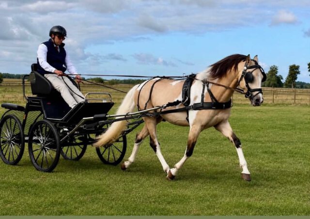 Friedland Veranlagungstest: Golden Grace war die Überfliegerin
Am 7. August fand auf dem Hof Dallmann in Friedland eine Veranlagungsprüfung für Ponys in der Zuchtrichtung Fahren statt. Einige Aussteller nutzten die Gelegenheit, um ihre Stuten noch in die Zuchtbücher des Verbandes der Pferdezüchter Mecklenburg-Vorpommern eintragen zu lassen.

Elf Beschicker reisten mit insgesamt 13 Ponys an. Im Einzelnen waren das drei dreijährige Hengste (zwei Lewitzer und ein Dartmoor-Pony), zwei vierjährige Shetlandpony-Stuten, drei dreijährige Welsh-Stuten (ein Welsh Mountain Pony und zwei der Sektion B). Ein Deutsches Reitpony, ein Connemara Pony und drei Haflinger, ebenfalls alle dreijährig. Es war ein Test mit hervorragend veranlagten Stuten. Das drückt sich allein in der gewichteten mittleren Endnote von 8,26 aus. Die Prüfung war seitens der Ausrichterfamilie sehr gut vorbereitet und organisiert.

Überfliegerin war die Deutsche Reitponystute GOLDEN GRACE. Die Prüfer gaben ihr für die Fahranlage ein glattes „ausgezeichnet“ (10). Auch bei der Geländefahrt gab es ein „sehr gut“ (9,0). 8,0 für den Trab bestätigt zudem, dass die Stute über eine gute Elastizität verfügt. Jens Maaß aus 17039 Wulkenzin hat die Braunisabell Stute mit dem Leistungshengst Golden Grey aus der Stute Nachttraum JM vom Elitehengst Nancho’s Golden Star x Destino gezogen und er ist auch der Aussteller. Die Mutter Nachttraum wird von Nele Medenwald auch erfolgreich Springen geritten.

Das zweitbeste Prüfungsergebnis erreichte mit einer gewichteten Endnote von 8,71 die Haflingerstute ARIADNE VON DER WALDOASE. Züchter und Aussteller sind Reinhard & Erika Bickmann aus dem Seebad Bansin. Der Vater ist Airline, Mutter die Agneta von Adriano x Windsor.

Auf dem 3. Platz in der Prüfung folgte die Shetlandpony Stute QIKKILAK AF JÄBURUDER.

Auch für den besten Hengst gab es eine gewichtete Endnote von 8,60. Diese ging an den Lewitzer NAVIN, den die Besitzergemeinschaft Witt & Bartels aus 17091 Rosenow ausgestellt hat. Züchter des Braunisabell-Schecken ist Kathleen Witt aus Rosenow.

Wir freuen uns auf ein Wiedersehen auf der LESS 2026  anlässlich der MeLa🍀🍀🍀

Fotos: Ann-Kathrin Günter, K. Witt, privat