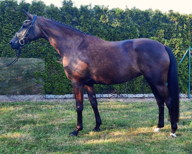 Maila SE wurde Prüfungssiegerin✨✨✨
Am 12. August fand in der Cavallo-Arena des Reitsportfachgeschäftes Manski in Güstrow eine Veranlagungsprüfung für Pferde und Ponys statt. An der Feldprüfung, bei der es kein Training mit einem Trainingsleiter gibt, sondern nur einen Test im Freispringen und in den drei Grundgangarten, nahmen vier Mecklenburger Stuten (2 dreijährigen und 2 vierjährig), eine dreijährige Westfalenstute sowie zwei Deutsche Reitponystuten teil.
Siegerin mit einer Gesamtwertnote von 7,95 wurde die vierjährige Mecklenburger Stute MAILA SE. Das Kürzel SE steht für die Züchterin Sandra Engelmann aus 17498 Weitenhagen. Sie hat die Rappstute, eine Prämienanwärterin, mit Millennium/T. aus der Elitestute Sissi vom Elitehengst Sancisco und Wind Dancer in fallenden Stamm gezogen. Ausgestellt wurde sie von Stefan Buchholz aus Weitenhagen. Die Stute glänzte abstammungsgemäß vor allem in den Grundgangarten, die mit „gut“ (8,0) bewertet wurden. Der Testreiter fühlte sich ebenfalls sehr wohl auf dem Pferd und gab 8,5. Für ein Dressurpferd konnte auch das Springen mit 7,0 als „ziemlich gut“ beurteilt werden.
Mit einer Gesamtwertnote von 7,85 beendete die dreijährige Mecklenburger Stute GOTIN die Prüfung als Reservesiegerin. Dr. Holger Vogel aus 17392 Boldekow ist Züchter und Aussteller der Prämienanwärterin.
Springsiegerin mit 8,5 wurde die dreijährige Westfalenstute CELLESTIS B (v. Cellestial) die Matthias Behn (17194 Grabowhöfe) als Züchter ausstellte.
Von den beiden Deutschen Reitponys überzeugte die dreijährige Prämienanwärterin DORAMAY mit einer Gesamtwertnote von 7,88. Die Zuchtgemeinschaft Mamerow/Lehmann (17153 Stavenhagen) hat die Braunfalbe mit dem Elite- und Leistungshengst D-Power AT aus der Staatsprämien- und Leistungsstute Rajana vom Leistungshengst Blanchet und HB Daylight im fallenden Stamm gezogen.
Herzlichen Glückwunsch 🍀🍀🍀
#breeding #mare #leistungsprüfung #mecklenburgvorpommern