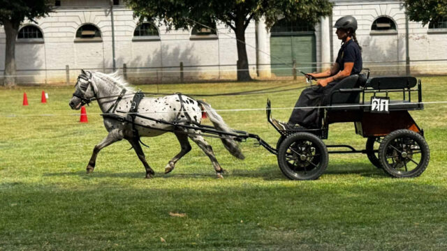 ELP Shetty🌟🌟🌟
Am 15.8.2026 fand eine weitere ELP der Shetlandponyrassen auf dem Landgestüt Redefin statt. Angereist waren 9 Hengste und 20 Stuten.
Bei den Stuten ging der Tagessieg an Kristin von der Waldesruh mit einer WN von 9,41. Die Stute stammt ab von Kenzo Liebas/Egon Liebas und wurde von Willi Scheuvens gezogen.
Der 2. Platz ging an Quincy van Stal de Lagevort. Diese Stute -abstammend von Karel v.d. Achterhoek/Xander v. Stal het Noordereind - wurde in den Niederlanden gezogen und von K. & T. Haupt ausgestellt.
Auf den dritten Rang ordnete sich eine weitere Stute von Willi Scheuvens ein. StPrAnw Diva von der Waldesruh erhielt die WN 9,01.
In dem kleineren Feld der Hengste ging der Tagessieg mit 8,89 an den DPbShP-Hengst Fuhrmanns Fleurance von Fredo/J.S. Leffort´s Amazing Desperado (Z.: A. Fuhrmann und A.: C. Leder).
Auf dem zweiten Platz rangierte Santiago v.d. Ariaanshoeve (v. Fireball v. Gelre/Gerard v. Ziek) mit einer WN von 8,54. Dieser Hengst wurde von Willi Scheuvens ausgestellt und in den Niederlanden gezogen.
Foto: Contender PS (Nederlands Appaloosa Pony) von Cash-O
B.: Charlyn Sommerfeld. Dieser Hengst erreichte die WN 8,38 und damit Platz 4 im Ranking der Hengste.
#shetlandpony #leistungsprüfung #fahren #breeding
