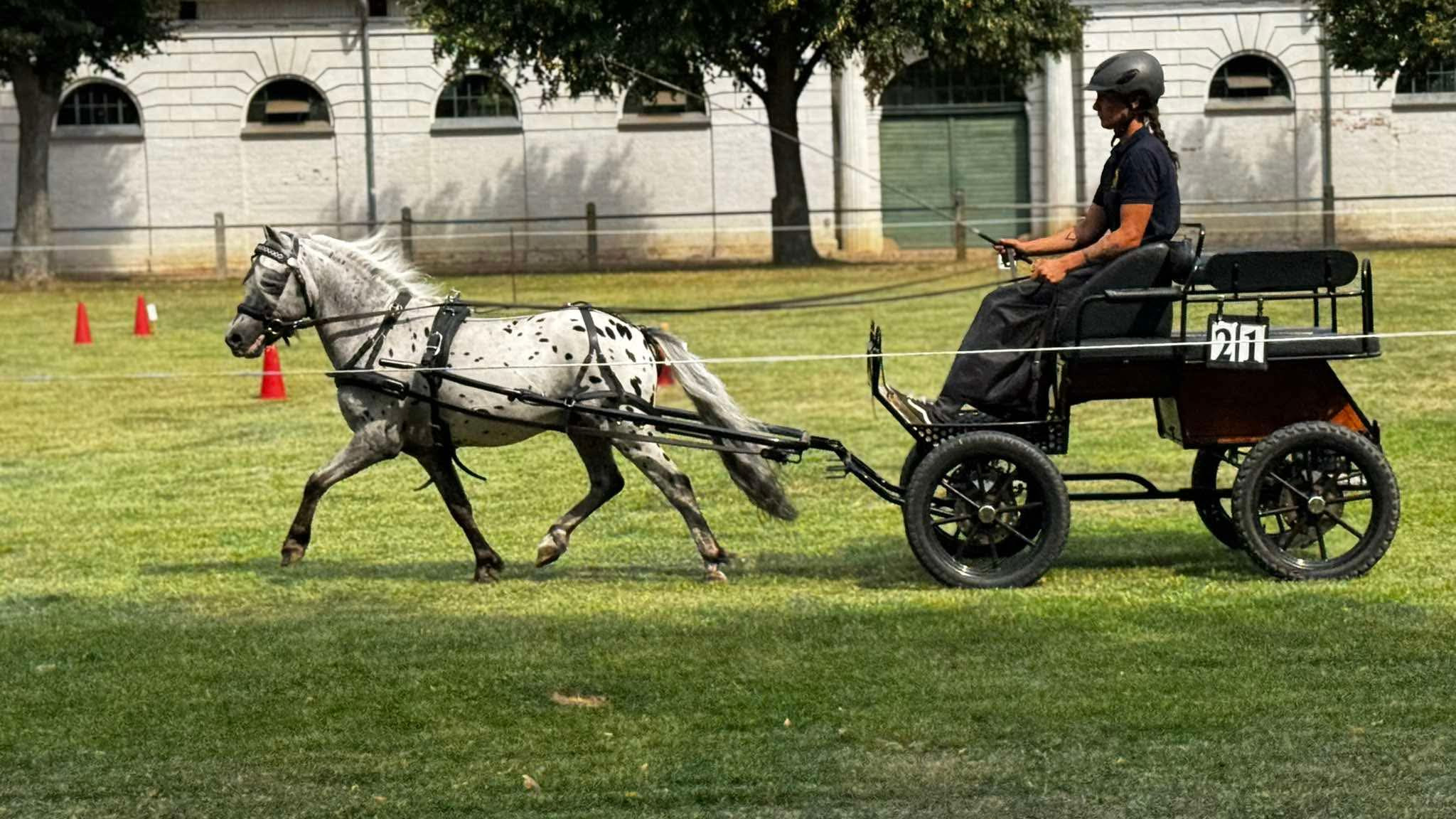 ELP Shetty🌟🌟🌟
Am 15.8.2026 fand eine weitere ELP der Shetlandponyrassen auf dem Landgestüt Redefin statt. Angereist waren 9 Hengste und 20 Stuten.
Bei den Stuten ging der Tagessieg an Kristin von der Waldesruh mit einer WN von 9,41. Die Stute stammt ab von Kenzo Liebas/Egon Liebas und wurde von Willi Scheuvens gezogen.
Der 2. Platz ging an Quincy van Stal de Lagevort. Diese Stute -abstammend von Karel v.d. Achterhoek/Xander v. Stal het Noordereind - wurde in den Niederlanden gezogen und von K. & T. Haupt ausgestellt.
Auf den dritten Rang ordnete sich eine weitere Stute von Willi Scheuvens ein. StPrAnw Diva von der Waldesruh erhielt die WN 9,01.
In dem kleineren Feld der Hengste ging der Tagessieg mit 8,89 an den DPbShP-Hengst Fuhrmanns Fleurance von Fredo/J.S. Leffort´s Amazing Desperado (Z.: A. Fuhrmann und A.: C. Leder).
Auf dem zweiten Platz rangierte Santiago v.d. Ariaanshoeve (v. Fireball v. Gelre/Gerard v. Ziek) mit einer WN von 8,54. Dieser Hengst wurde von Willi Scheuvens ausgestellt und in den Niederlanden gezogen.
Foto: Contender PS (Nederlands Appaloosa Pony) von Cash-O
B.: Charlyn Sommerfeld. Dieser Hengst erreichte die WN 8,38 und damit Platz 4 im Ranking der Hengste.
#shetlandpony #leistungsprüfung #fahren #breeding