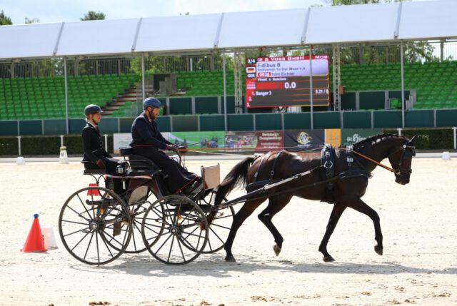 Bundeschampionat Fahren in Moritzburg 2026✨✨✨

Ein kleines, aber feines Starterfeld mit vier Kandidaten kam bei den vier- und fünfjährigen Fahrpferden zur Präsentation. Vier Warmblüter traten an, darunter ein Hannoveraner, zwei Mecklenburger und ein Trakehner. 

Mit einer WN von 7,07 konnte sich der fünfjährige Mecklenburger Rappe Fidibus B (v. Finest-Sancisco-Lord Kemm-Lomber-Juon I-Mars-Alberto, Z. u. B.: Jörg Bluhm) mit Tom Eichler an 2. Stelle platzieren.
An vierter Stelle rangierte sich der 2. Mecklenburger Rappwallach, allerdings vierjährig: Mimikry E (v. Morricone I-Secret-Casaretto-Largos-Guam-Infant, Z. u. B.: Tom Eichler) mit Franziska Wüstenhagen.

Alle vier Pferde haben ordentliche Runden abgeliefert und sind mangels weiterer Konkurrenz qualifiziert für das Finale mit Fremdfahrertest am Sonntag.

Der ganze Artikel nachzulesen im @zuechterforum .

Wir drücken weiter die Daumen und freuen uns auf tolle Ergebnisse 🍀🍀🍀

Fotos: Brit Placzek