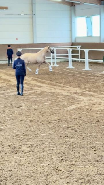 ELP Redefin 2026 ✨✨✨
Auf dem Landgestüt Redefin fand am 19. August eine ELP für Pferde und Ponys statt. Angereist waren 5 Ponys und 7 Warmblutstuten.
Bei den Warmblütern siegte mit eine WN von 8,27 Viva CC. Diese Halblutstute von Vidar/Noroit XX überzeugte die Richter besonders durch ihre Springveranlagung, die mit 8,88 bewertet wurde. Ausgestellt wurde Viva CC von ihrem Züchter Carsten Niebuhr sowie Rainer Lichtenauer.
Auf Platz 2 rangierte Fynja UA (v. Fynch Hatton/Fürst Jazz) mit der WN 8,15. Ulrike Anders hat diese Anwärterin gezogen und auch ausgestellt.
Siegerstute bei den Reitponys wurde Nandipha N mit einer WN von 8,35. Sebastian Nestler zog und stellte diese von FS Numero Uno/Dreidimensional I AT abstammende Stute aus.
Platz 2 ging an die von Thomas Hellwig gezogene und ausgestellte Display von D-Power AT/Golden Dream R mit der WN von 8,05.
Wir gratulieren allen Züchtern und Austellern und freuen uns auf ein Wiedersehen auf der MeLa🍀🍀🍀
#mecklenburgvorpommern #mare #elp #breeding