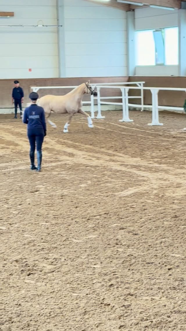ELP Redefin 2026 ✨✨✨
Auf dem Landgestüt Redefin fand am 19. August eine ELP für Pferde und Ponys statt. Angereist waren 5 Ponys und 7 Warmblutstuten.
Bei den Warmblütern siegte mit eine WN von 8,27 Viva CC. Diese Halblutstute von Vidar/Noroit XX überzeugte die Richter besonders durch ihre Springveranlagung, die mit 8,88 bewertet wurde. Ausgestellt wurde Viva CC von ihrem Züchter Carsten Niebuhr sowie Rainer Lichtenauer.
Auf Platz 2 rangierte Fynja UA (v. Fynch Hatton/Fürst Jazz) mit der WN 8,15. Ulrike Anders hat diese Anwärterin gezogen und auch ausgestellt.
Siegerstute bei den Reitponys wurde Nandipha N mit einer WN von 8,35. Sebastian Nestler zog und stellte diese von FS Numero Uno/Dreidimensional I AT abstammende Stute aus.
Platz 2 ging an die von Thomas Hellwig gezogene und ausgestellte Display von D-Power AT/Golden Dream R mit der WN von 8,05.
Wir gratulieren allen Züchtern und Austellern und freuen uns auf ein Wiedersehen auf der MeLa🍀🍀🍀
#mecklenburgvorpommern #mare #elp #breeding