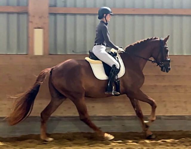 Ganschow - Veranlagungsprüfung: Davinia von der Waldosa wurde Tagessiegerin ✨✨✨

Im Gestüt Ganschow fand am 18. August der Abschlusstest einer 14-tägigen Stationsprüfung in der Zuchtrichtung Reiten statt. Acht vierjährige und ein dreijähriges Reitpferd, sowie drei dreijährige Haflinger nahmen daran teil. 

Trainingsleiter der Stationsprüfung war Rene Mencke. Als Sachverständige fungierten Dorthe Fischer und Armin Spierling. Andreas Brandt und Hannes Prehl gaben den Pferden als Testreiter Wertnoten.

Dreimal steht ein „gut“ (8,0 und besser) im Ergebnisprotokoll. Das beste Ergebnis erreichte mit einer Endnote von 8,08 eine vierjährige Mecklenburger Stute aus der Feldprüfung. Die Prämienanwärterin DAVINIA VON DER WALDOASE wurde von ihren Züchtern Reinhard & Erika Bickmann vom Seebad Bansin ausgestellt. Sie haben die Fuchsstute mit dem Hannoveraner F-D’avie (v. Don Juan de Hus) aus der Staatsprämienstute Selina (von Sir Heinrich x Florestan I) gezogen. Die Stute präsentierte sich besonders leichtrittig, was der Testreiter mit 8,5 belohnte. Auch am Sprung zeigte sie Talent und gute Technik (8,0). 

Zwei Pferde beendeten die Stationsprüfung mit Endnote 8,03:
1. der dreijährige Hengst CAMARO (DSP). Die Volksdorfer Tietböhl KG hat den braunen Hengst als Aussteller mit dem Cornet Obolensky Sohn Corsini gezogen. Mutter ist die Celina (von Casallco x San Juan). 

2. der vom Gestüt Ganschow ausgestellte vierjährige Wallach GALANT. Steffen Krause aus Wattmannshagen hat den Fuchs mit Go for Romance PS aus der Fashion (von Fashio Maker x Benvenuto) gezogen. Galant wurde mit 8,75 Rittigkeitssieger der Prüfung. 

Von den drei Haflingerstuten in der Stationsprüfung war die dreijährige INGELA (v. Starkwind/Alphonso)  mit Endnote 7,93 die Beste. Sie wurde von ihrem Züchter Wolfgang Kreikenbohm aus dem schleswig-holsteinischen Padenstedt ausgestellt. 

Wir freuen uns auf ein Wiedersehen auf der MeLa🍀🍀🍀 mit den frisch geprüften Stuten!

#breeding #leistungsprüfung  #mare #mecklenburgvorpommern