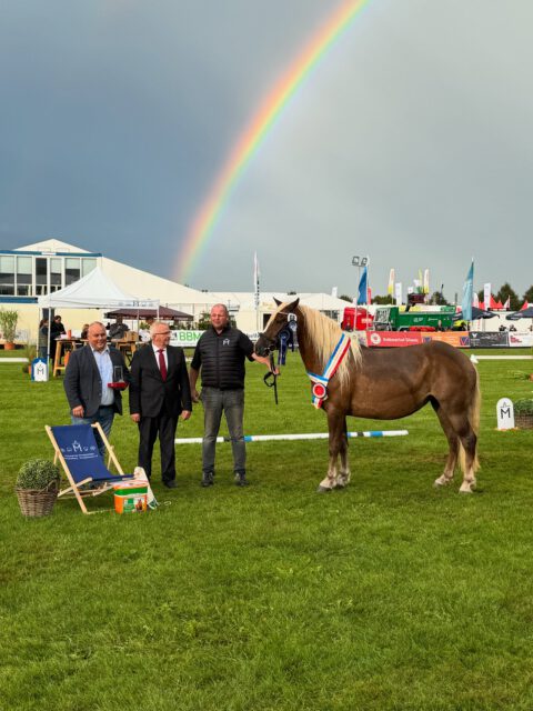 LESS 2026🍀🍀🍀

Auch in diesem Jahr haben sich knapp 70 Stuten der PKS-Rassen und 28 Stuten der Dt.Reitponys, KDR und Warmblüter für die Landeselitestutenschau auf der MeLa, Mühlengeez qualifiziert.

In 2026 ist die LESS wieder auf 2 Tage verteilt, da sich dieses Konzept die letzten Jahre bewährt hat. 

Am Donnerstag, den 10. September kämpfen die PKS-Rassen um die Titel „Miss MeLa Shetlandpony“ , „Miss MeLa PKS“ und „Miss MeLa Kaltblut“. Ab 12 Uhr betreten die Stuten den Schauring.

Der Freitag (11.9.2026) gehört dann den Dt. Reitponys, KDR und Warmblutstuten. Hier startet die LESS bereits um 8 Uhr. Neben der „Miss MeLa Reitpony“, wird eine „Miss MeLa dressurbetont“ und eine „Miss MeLa springbetont“ gekürt.

Der Zeitplan ist in den Fotos sowie auf unserer Website : 
https://pzvmv.de/landeselitestutenschau-2026/ 
zu finden💻💻💻

Wir wünschen gute Anreise und viel Erfolg 🍀🍀🍀

#timetable #mare #elite #mela